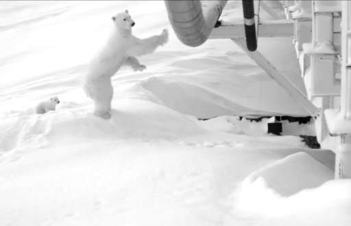 Oil company watches over pregnant polar bear under bridge