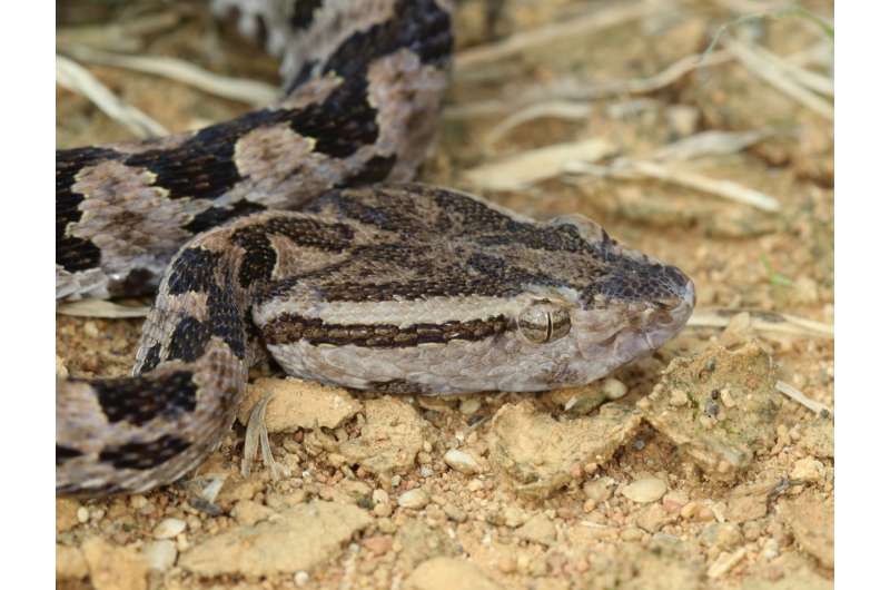 Okinawan pit viper genome reveals evolution of snake venom