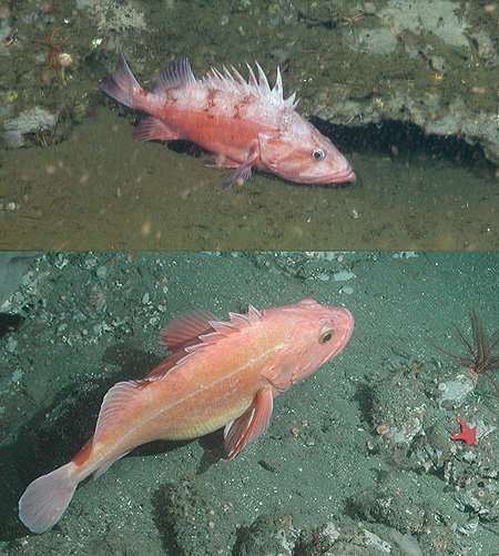 One fish, two fish—using a new MBARI-designed camera system to count rockfish