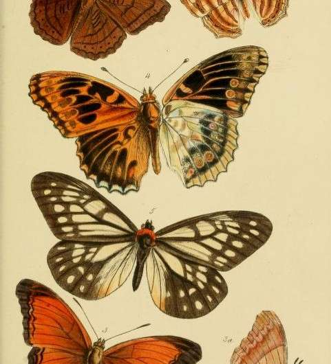 Origins of an enigmatic genus of Asian butterflies carrying mythological names decoded