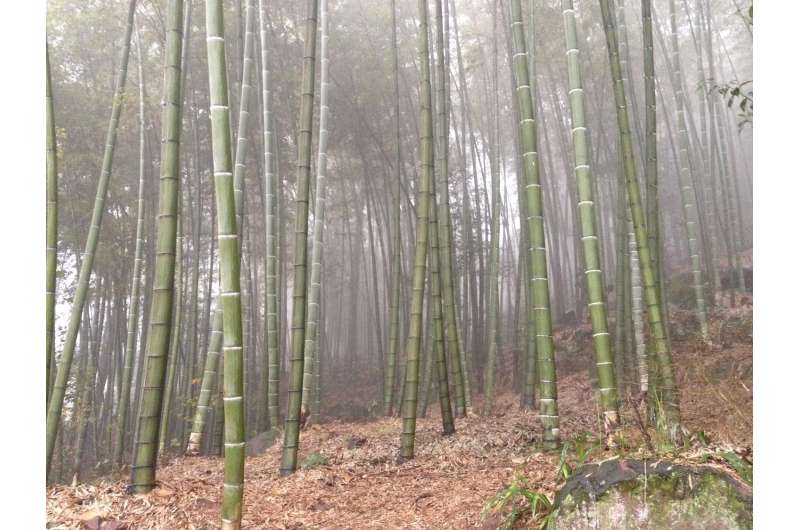 Payments to rural communities offer a new opportunity to restore China's native forests