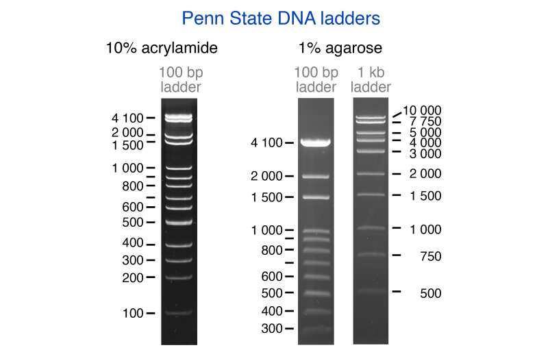 Penn State DNA ladders: Inexpensive molecular rulers for DNA research