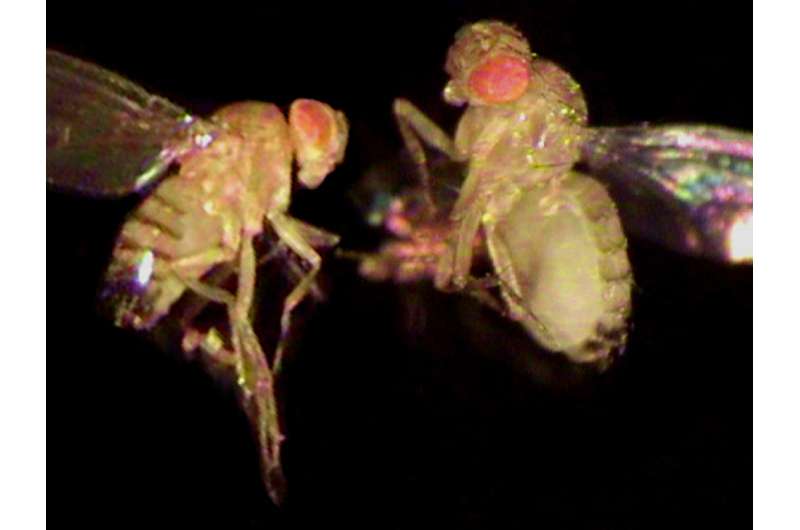 Plus-sized fly: a model to understand the mechanisms underlying human obesity