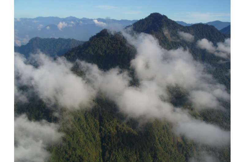 PNG expedition discovers largest trees at extreme altitudes