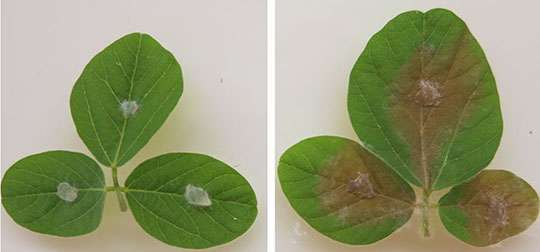 Potential biological control agents found for fungal diseases of soybean