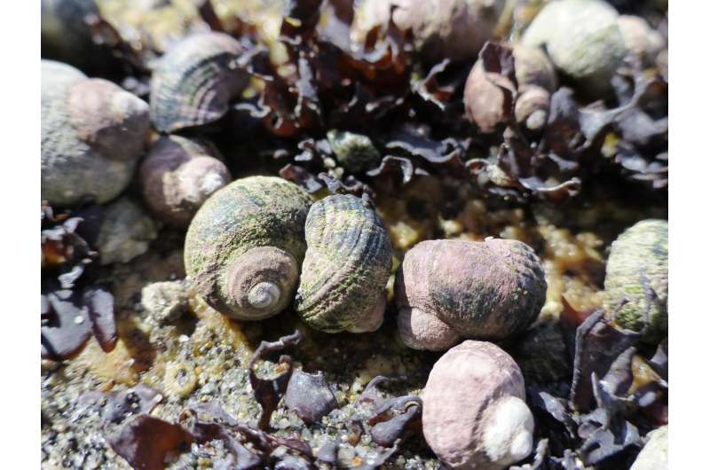 Predator or not? Invasive snails hide even when they don't know