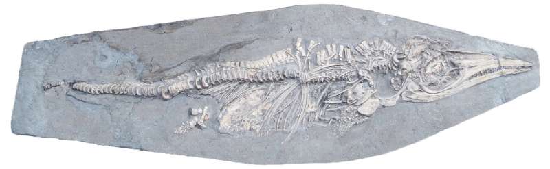 Prehistoric squid was last meal of newborn ichthyosaur 200 million years ago