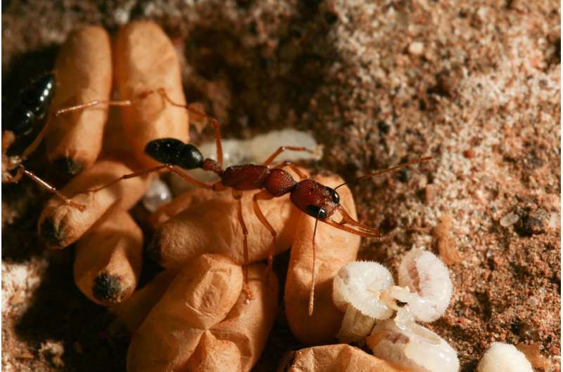 'Princess pheromone' tells ants which larvae are destined to be queens