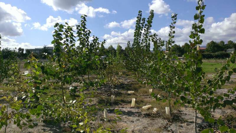 Probiotics help poplar trees clean up toxins in Superfund sites