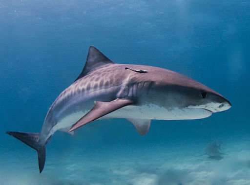 Proteins in shark teeth could hint at what they eat