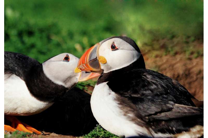 Puffins that stay close to their partner during migration have more chicks