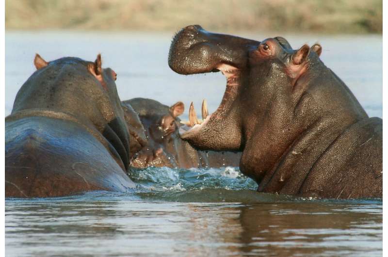 Rampant consumption of hippo teeth
