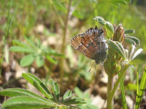 Rare butterfly thrives on, and because of, US military bases