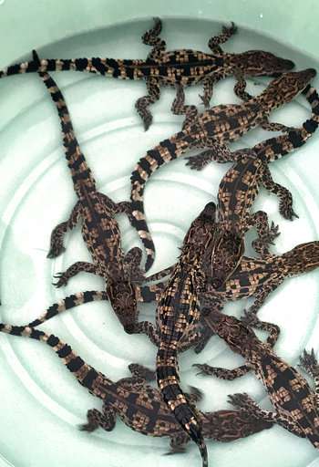 Rare crocodile eggs hatched at Cambodian conservation center