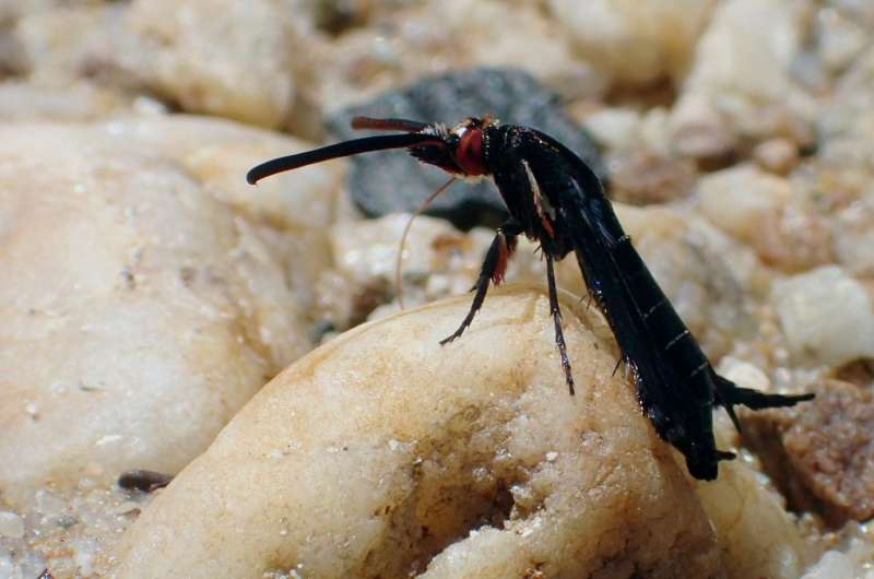 Rare footage of a new clearwing moth species from Malaysia reveals its behavior