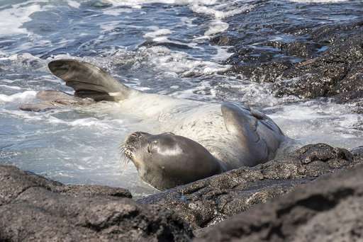 Rare monk seal dies in fish farm off Hawaii