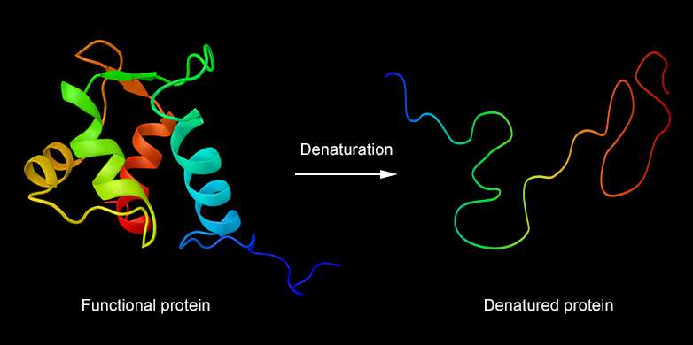 Rare proteins collapse earlier