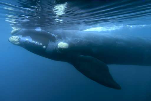 Record number of whales counted in Argentina's Patagonia