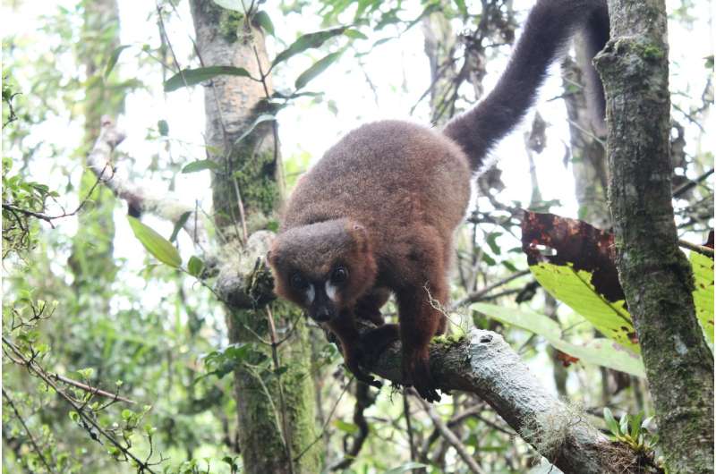 Red-bellied lemurs maintain gut health through touching and 'huddling' each other