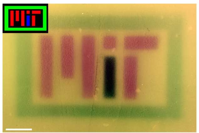 Red, green, and blue light can be used to control gene expression in engineered E. coli