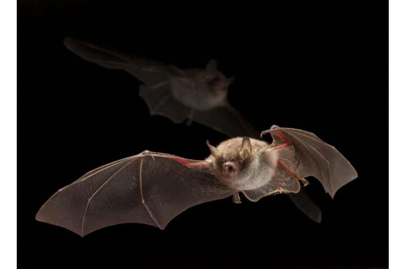 Red light has no effect on bat activity: Less disruption by changing artificial color