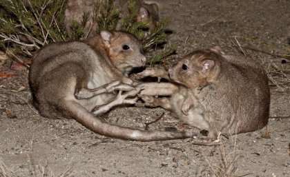 Reintroduced marsupials may pose new threat to ground–dwelling birds