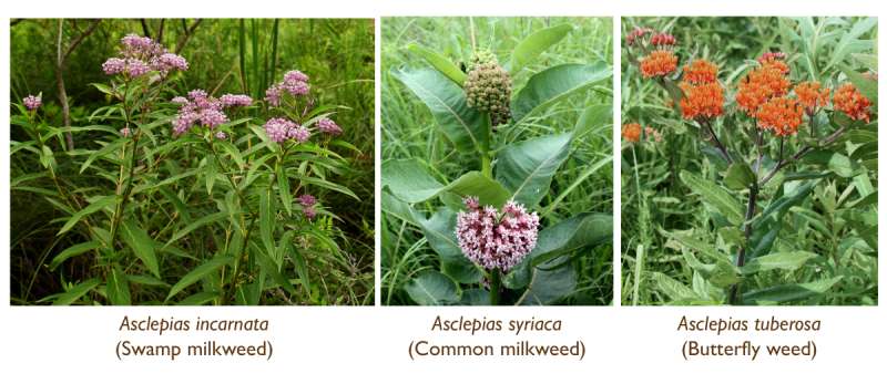 Report: Milkweed losses may not fully explain monarch butterfly declines