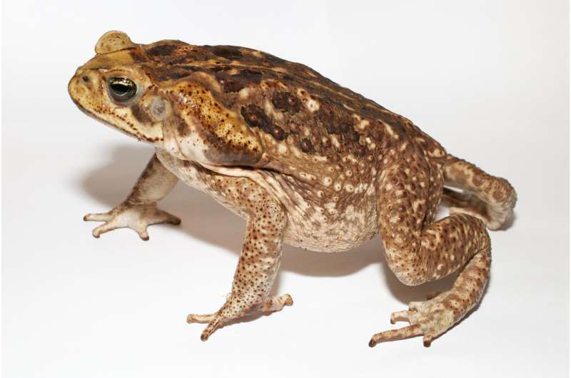 Researchers list reasons not to lick a toad