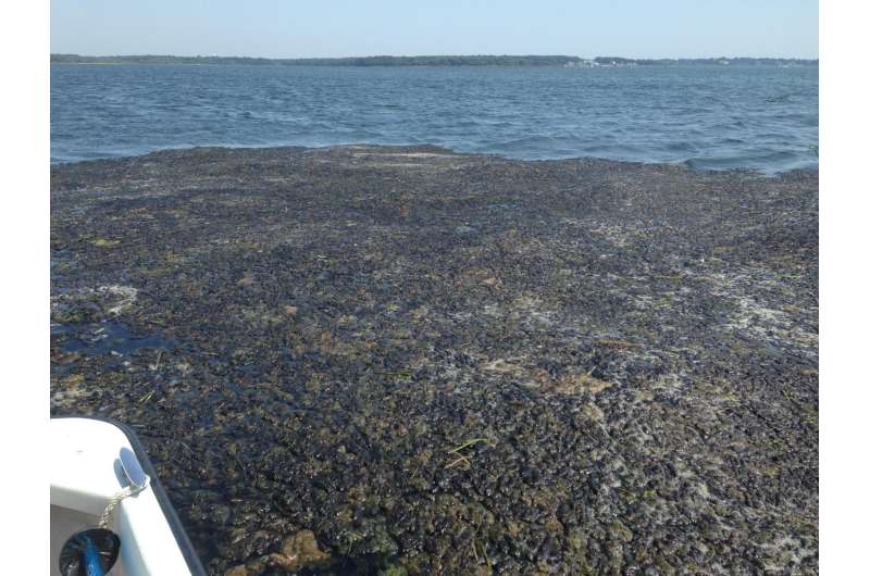Researcher unveils tool for a cleaner long island sound