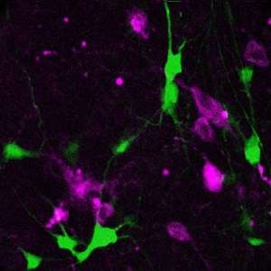 Research identifies brain cells that keep mice active