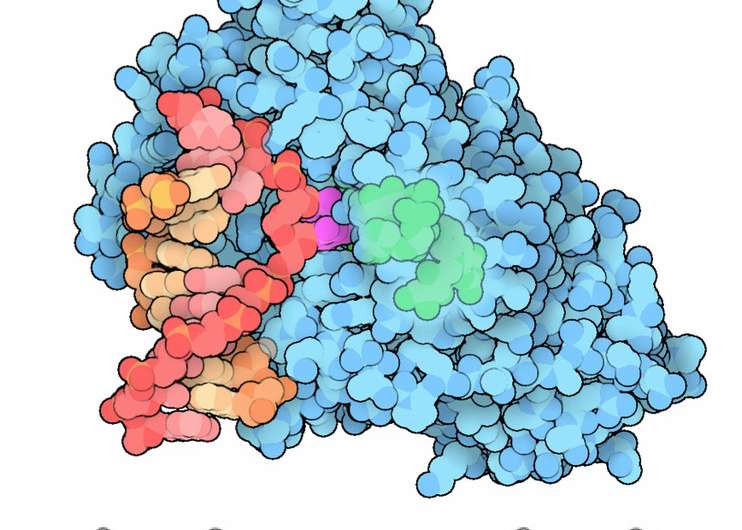 Research zooms in on enzyme that repairs DNA damage from UV rays