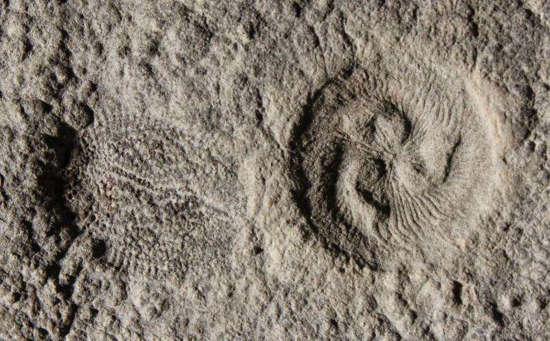 Reverse engineering mysterious 500-million-year-old fossils that confound our tree of life