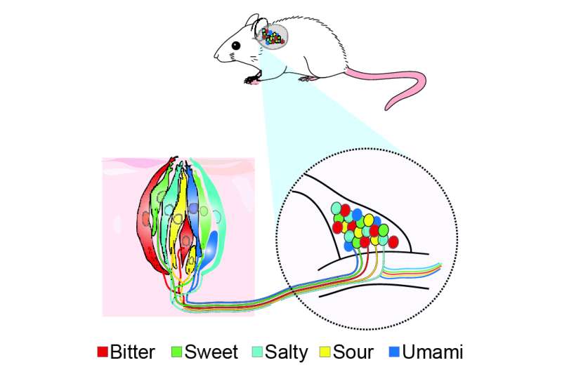 Rewired taste system reveals how flavors move from tongue to brain