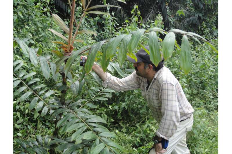 Robust rattan palm assessed as Endangered, new Species Conservation Profile shows