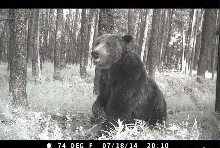 Routes out of isolation for Yellowstone grizzlies