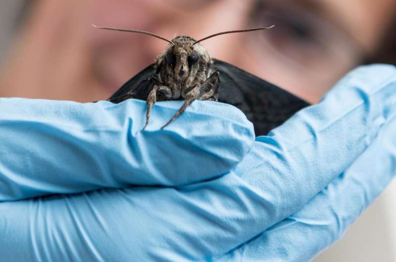 Running roaches, flapping moths create a new physics of organisms