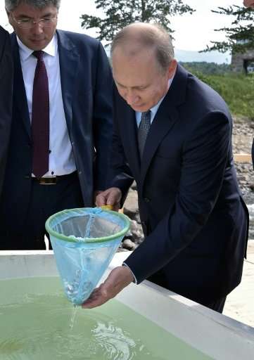 Russian President Vladimir Putin recently released young omul fish into Lake Baikal
