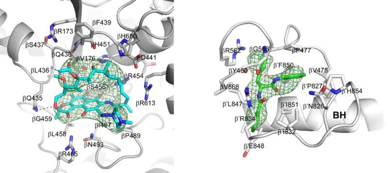 Rutgers researchers determine structure of tuberculosis drug target