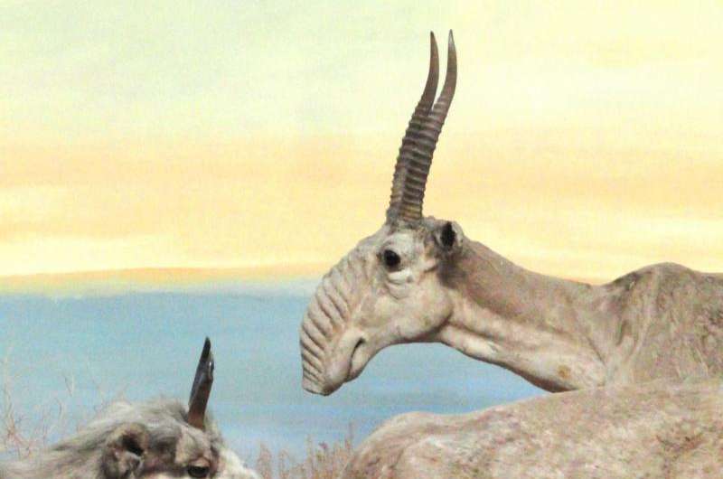 Saiga Antelopes much more flexible than originally thought