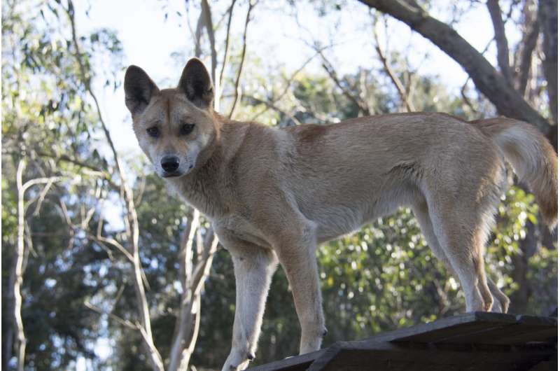Sandy the dingo wins world's most interesting genome competition