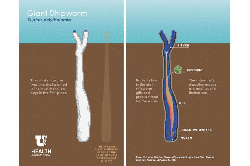 Science fiction horror wriggles into reality with discovery of giant sulfur-powered shipworm
