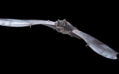 Scientist calls on public to help ‘unlock’ genes of threatened bat species