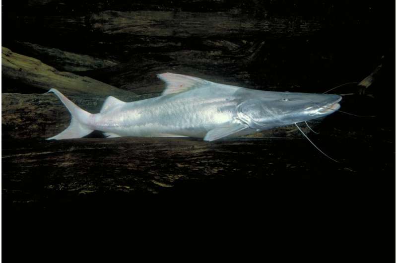 Scientists confirm dorado catfish as all-time distance champion of freshwater migrations