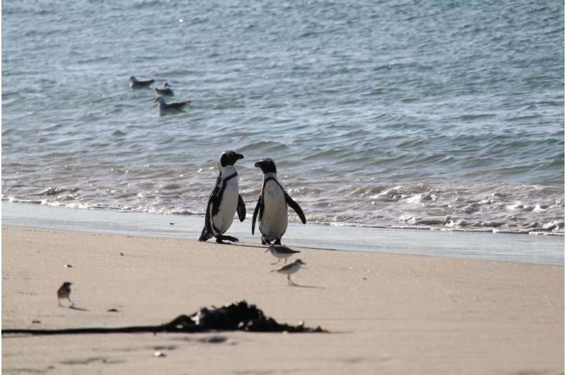 Scientists team up on study to save endangered African Penguins