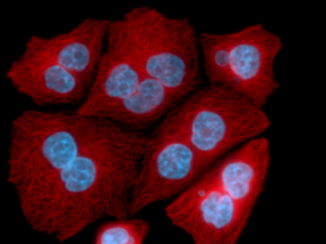 Scientists uncover novel properties of key signalling molecule in cell division
