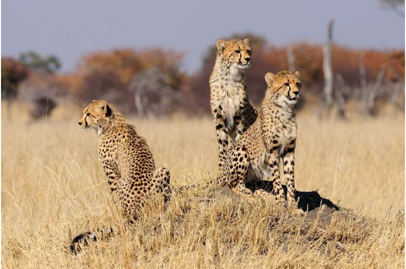 Scientists urge endangered listing for cheetahs