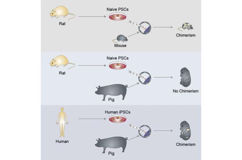 Scientists use stem cells to create human/pig chimera embryos