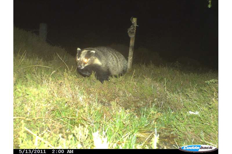 Scottish badgers highlight the complexity of species responses to environmental change