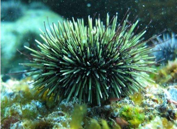 Sea urchins—from pest to plate