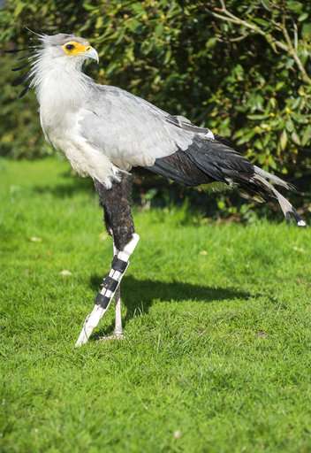 Secretary bird at German park gets new leg from 3-D printer